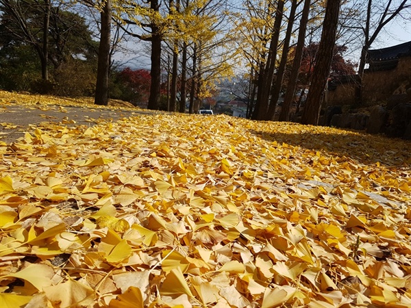 4일 오후 찾은 홍성군 결성면에 위치한 결성초등학교 정문 앞 은행나무는 수많은 노란 잎이 도로를 뒤덮고 있는 모습으로, 마치 한 폭의 수채화를 보는 듯한 착각을 일으킨다.