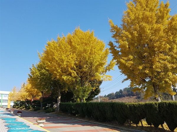 홍성군 결성면의 한 고등학교 입구에는 아직 떨어지지 않은 은행나무잎들이 노란색으로 갈아입었다. 