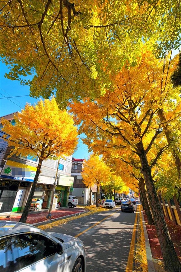 서산의 도심에 있는 은행나무 가로수도 저물어 가는 가을을 아쉬워하듯 노란색으로 완전히 탈바꿈했다.