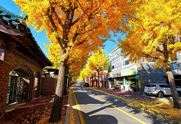 뜨거운 가을햇빛속에 서산의 도심에 있는 은행나무 가로수도 저물어 가는 가을을 아쉬워하듯 노란색으로 완전히 탈바꿈했다.