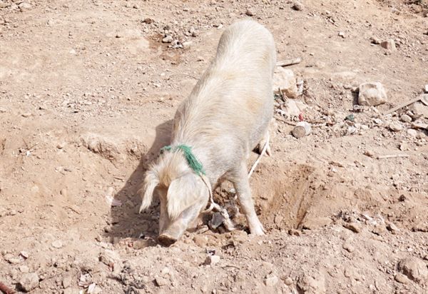 돼지도 여차하면 사람을 공격한다. 길 위에서 마주치는 동물들이 가끔은 무섭다. 니카라과 호수에서 만난 돼지 사진은 도둑 맞았고, 사진의 돼지는 볼리비아 섬에서 만난 돼지다.