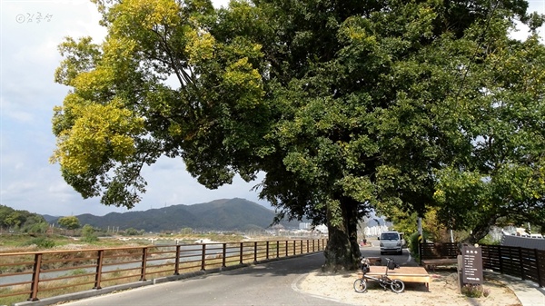 맨먼저 손님을 맞는 교량마을 보호수 팽나무.