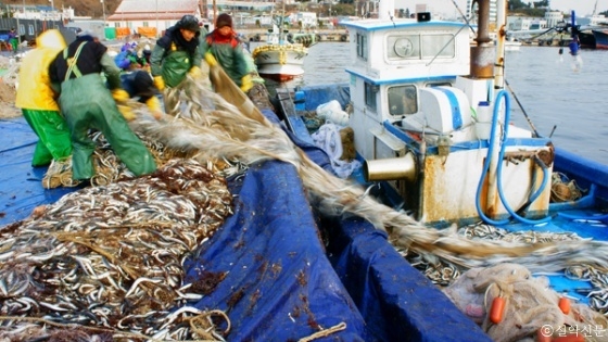 최근 양미리 어획량이 늘어나고 있는 가운데 양미리축제가 지난 2일 개막했다.