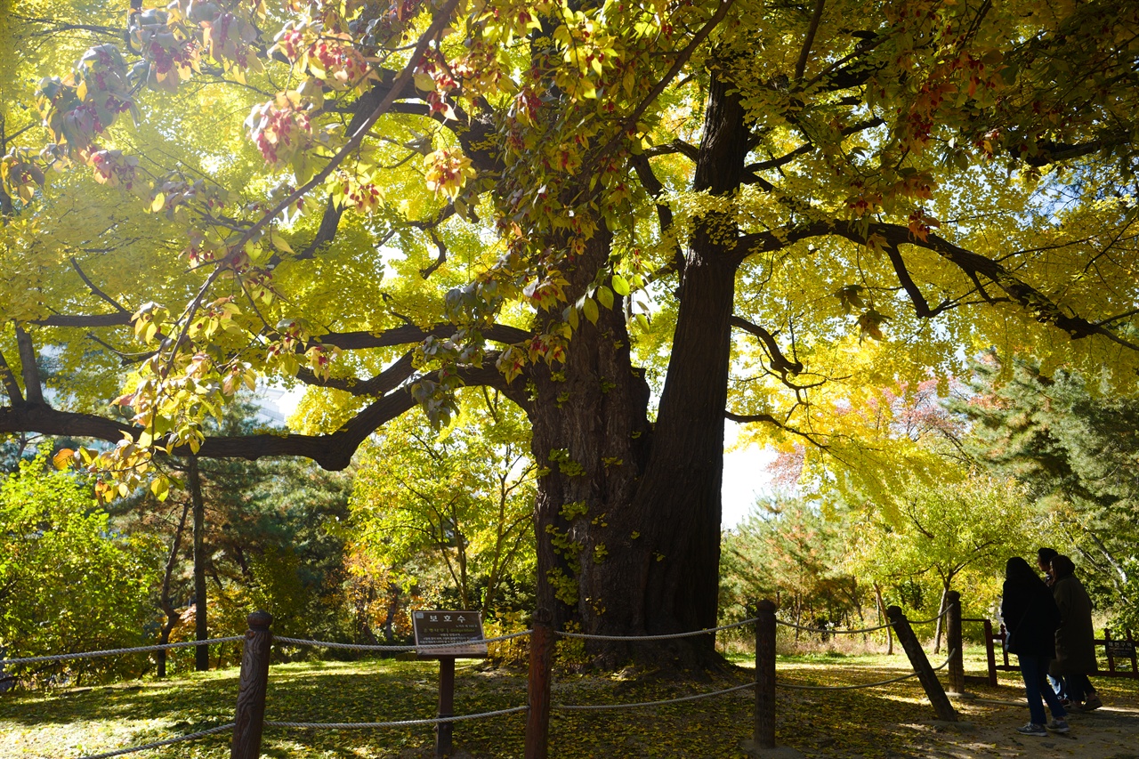 선릉 재실 옆의 수령 500년 된 은행나무, 가을이면 주변 산수유 나무등과 어울려 최고의 자태를 자랑한다.
