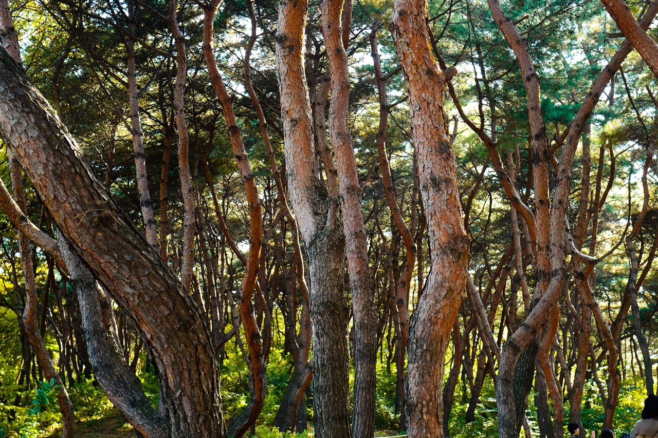 선정릉의 소나무 숲