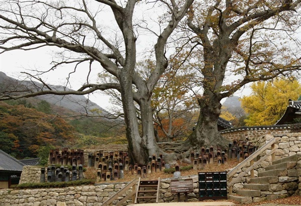  대흥사의 연리근. 두 나무의 뿌리가 한데 엉켜 있다.