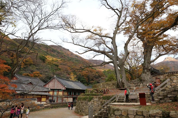  대흥사 연리근. 대웅보전으로 가는 길목에서 만난다.