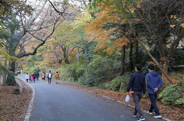 늦가을 대흥사 숲길. 만추를 즐기려는 여행객들이 숲길을 거닐고 있다.