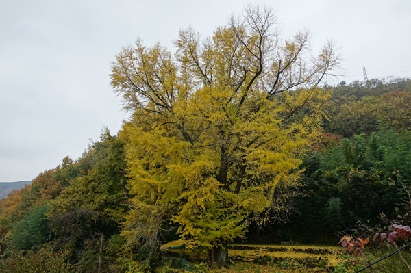 350살 은행나무