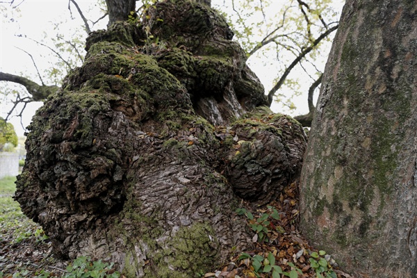 이선제가 심은 왕버들나무. 한눈에 봐도 고목임을 알 수 있다. 수령 600살로 추정된다.