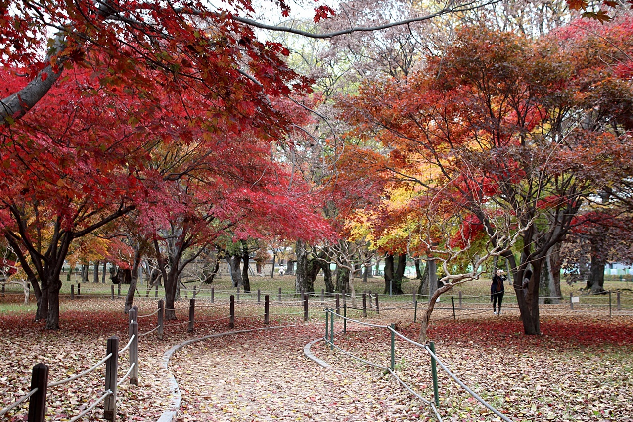  경주 계림 가을 단풍 모습