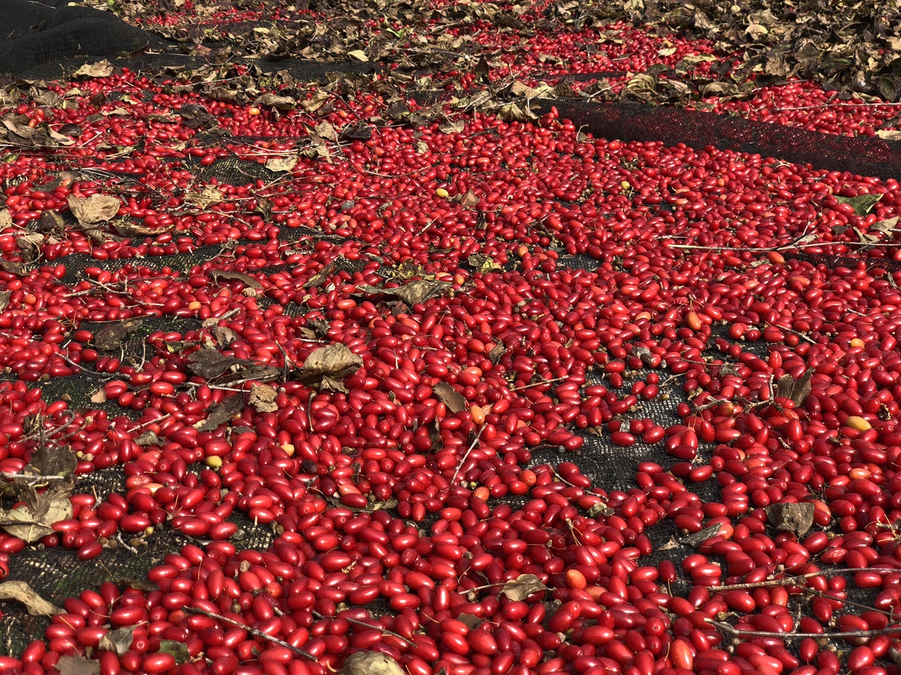수확한 빨간 산수유 열매