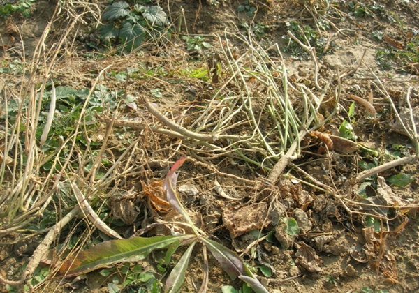 가을에 콩을 수확한 후에 줄기는 흙으로 되돌렸다