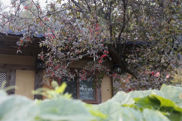 산수유 열매가 주렁주렁 매달린 마을 풍경. 지난 11월 10일 구례 현천마을이다.