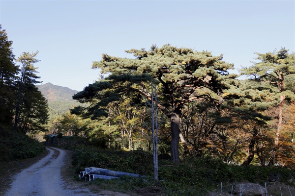 지리산 천은사 숲길에서 만나는 소나무. 수령 300년 된 것으로 추정되고 있다.