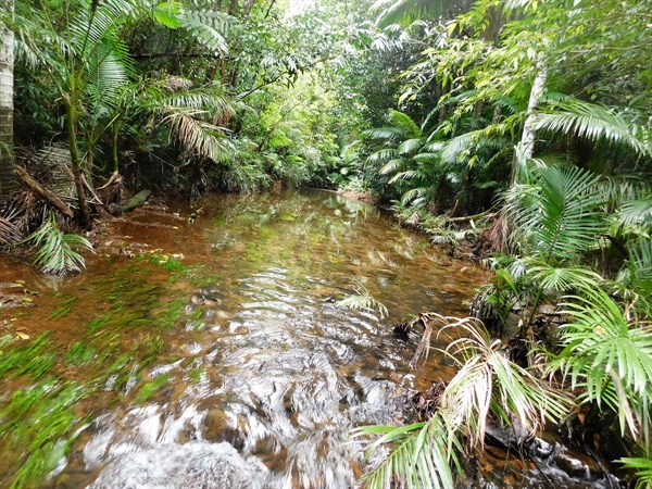 깊은 골짜기와 맑은 물이 흐르는 드지루 국립공원(Djiru National Park).
