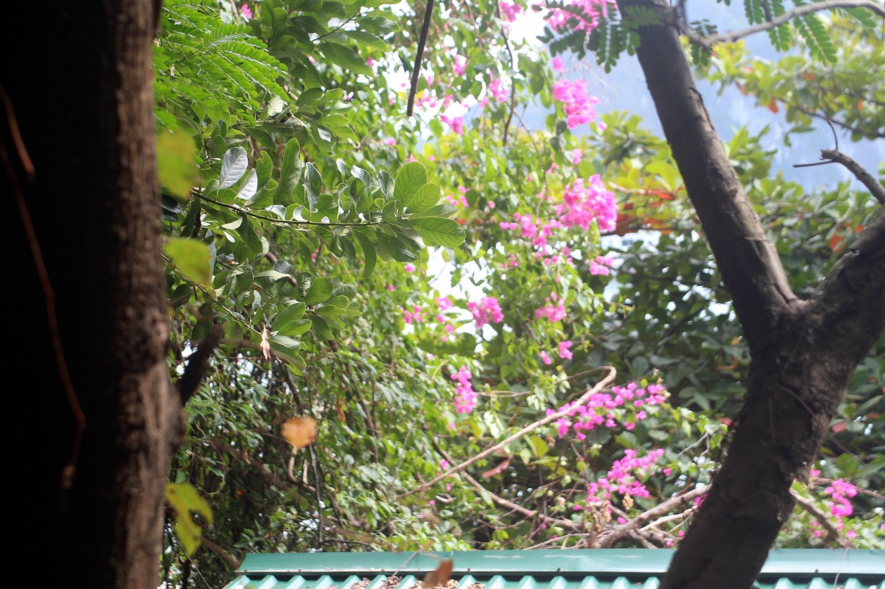 우리나라 베롱나무처럼 생긴 티톱섬에 피어있는 이름모를 꽃