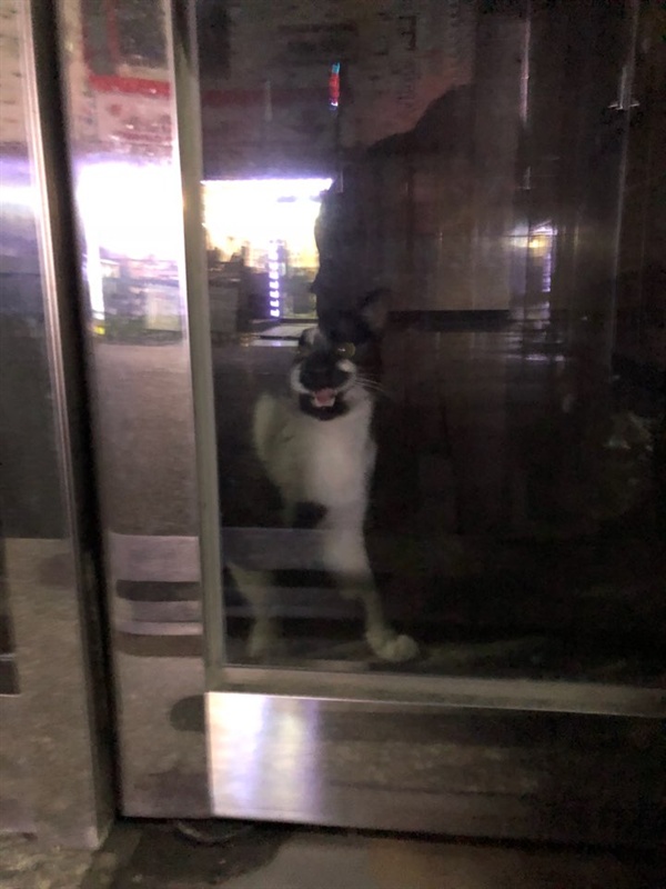 원룸 빌딩 안에 갇힌 채 울고 있는 길고양이. 문을 열어달라고 하는 것처럼 보인다.
