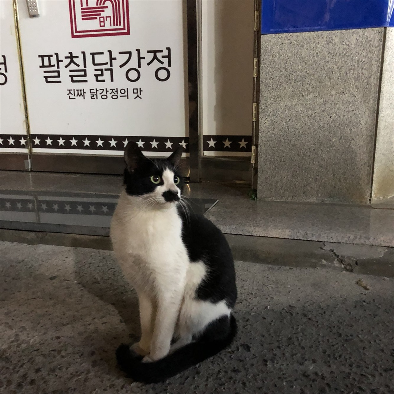 빌딩에서 탈출한 후 동네 음식점앞에 앉아있는 그 고양이. 자기 구역인듯 당당하게 앉아있다.