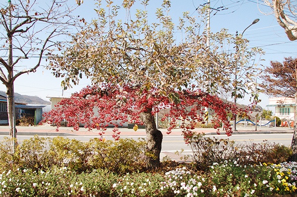 구세군손지교회 앞 사과나무 아래가지에 새빨갛게 익은 꽃사과가 달려있다. 위쪽은 홍옥사과를 수확하고 난 뒤 나뭇잎만 남아있다.
