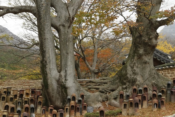 대흥사의 연리근. 수령 500살로 추정되는 느티나무 두 그루의 뿌리가 서로 만나서 하나가 됐다.