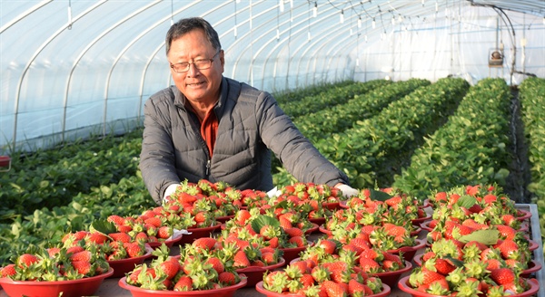 거창군 거창읍 양평원예영농조합의 딸기 수확.