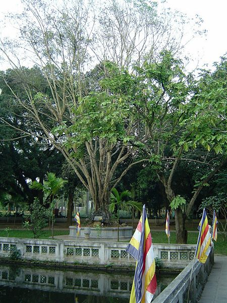 한기둥 사원 주위에 있는 보리수 나무