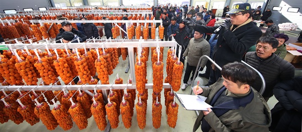  10일 경남 함양군 서하면 곶감 경매장의 초매식.