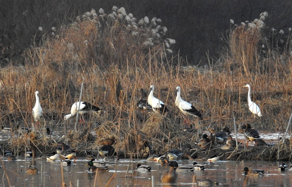 12월 10일 김해 화포천에서 발견된 황새 4마리.