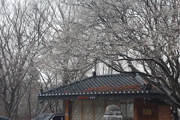 김유신 장군묘 영상관 주변 나무가지에 벚꽃처럼 핀 눈송이 모습