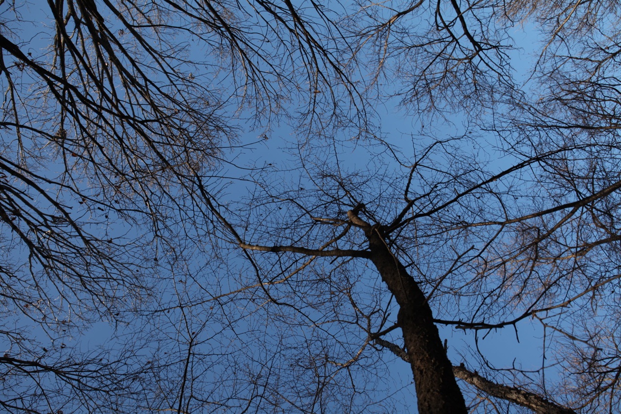 겨울숲의 진경은 가지만 남은 나무의 숨죽인 단출함과 하늘의 푸른 서늘함이 만들어내는 조화이다.