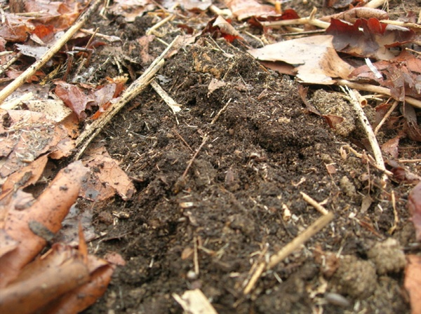 낙엽이 분해되면서 흙은 부드러워지고 양분이 된다