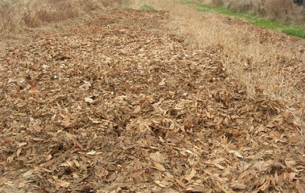 낙엽을 밭으로 옮겨놓으면 농사에 유익한 흙이 된다
