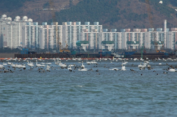 낙동강 하구의 큰고니.