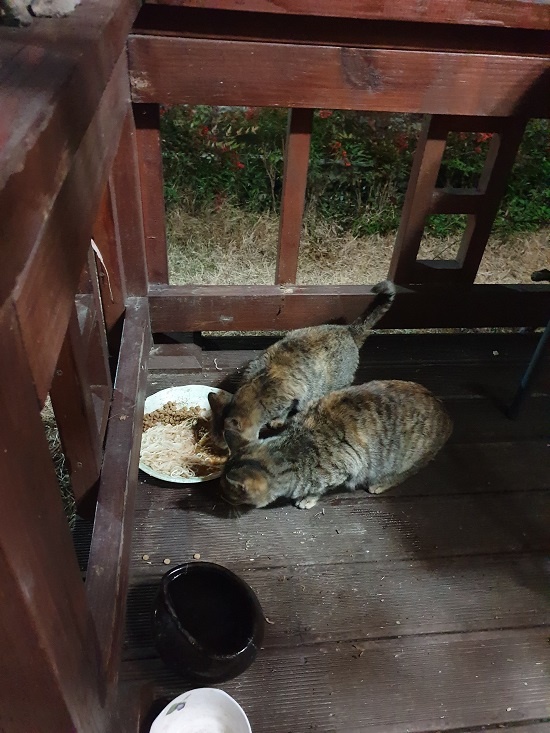  길고양이 줄리엣과 줄리 모녀. 이들은 길고양이 반전과 신예가 없는 틈을 타서 잠시 남은 사료를 먹곤 한다.