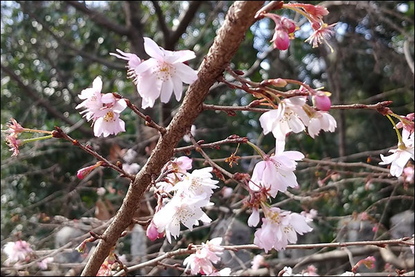 히라노신사는 벚꽃으로 유명한 곳으로 경내에는 10월벚꽃(겨울벚꽃으로 일컫는 종류로 10월에서 4월까지 핀다) 이 활짝 피어 있다.
