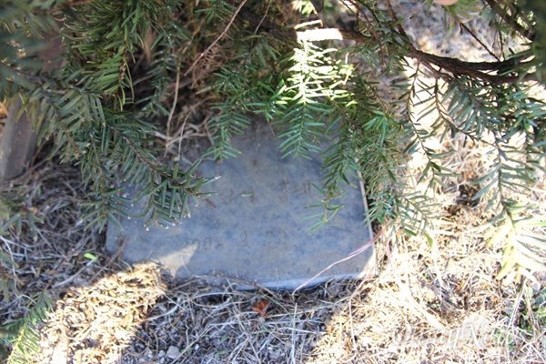 경남도청 어린이집 뜰에 있는 나무다. 김태호 전 경남지사가 2008년 2월 20일 개원 때 했던 기념식수로, 지금은 표지석이 나무 밑에 숨어져 있어 보이지 않는다.