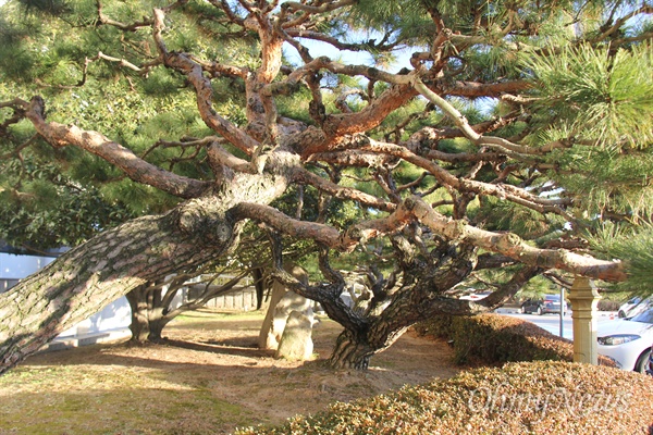  경남도청 중앙현관의 오른쪽과 왼쪽 화단에는 도청 이전 당시 고 이병철 삼성그룹 회장이 기증한 소나무 8그루가 자라고 있다.