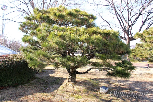  전경환 새마을운동중앙본부 사무총장이 1983년 12월 16일 경남도청 뜰에 기념식수해 놓은 소나무.