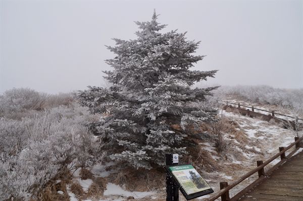 지리산 노고단 구상나무