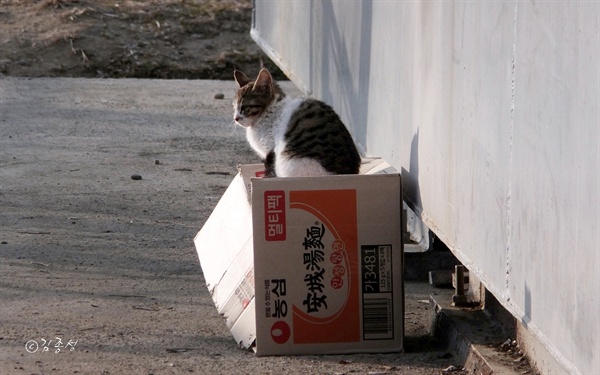 강변 편의점에 기대어 사는 고양이. 