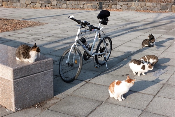 한겨울 배고플 길고양이들을 위해 먹이를 챙겨주는 자전거탄 '캣맨'.