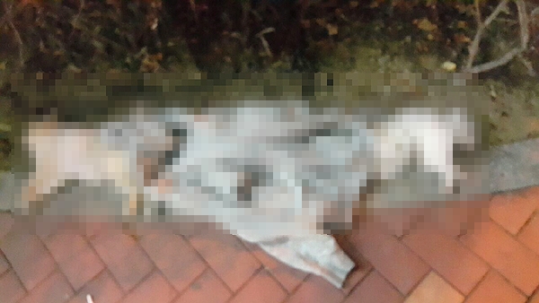 부산 해운대구 좌동의 한 오피스텔 앞에서 강아지 3마리가 죽어있는 것을 8일 새벽 주민이 발견해 경찰에 신고했다.