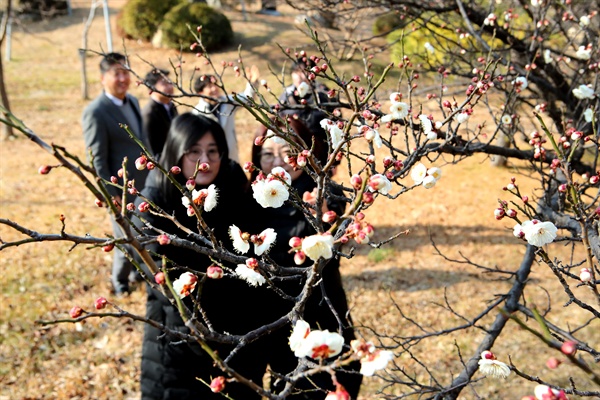  8일 부산 동명대학교 캠퍼스에 핀 매화.