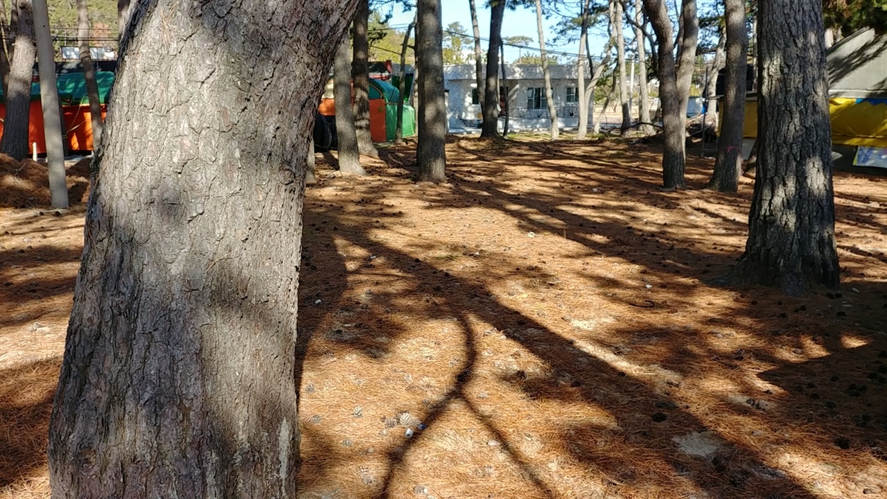 명사십리는 아름드리 해송이 우거져 있어 삼림욕도 가능하다. 
