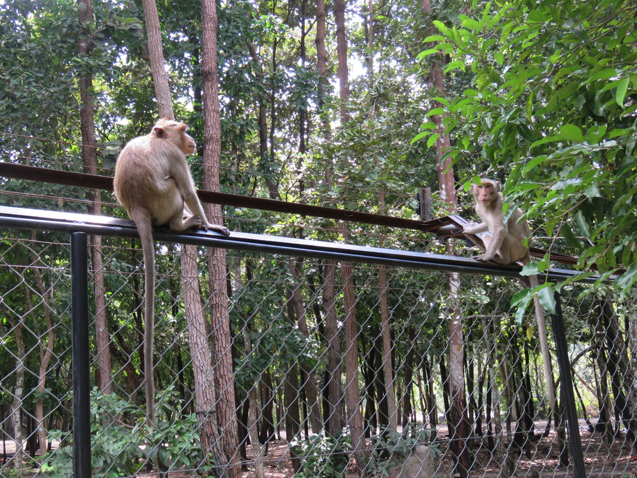  동물공원을 자유로이 돌아다니는 원숭이들.