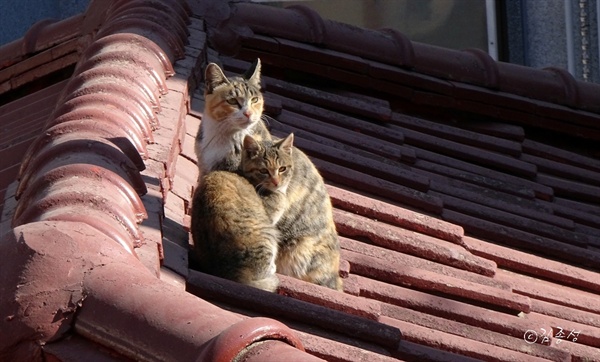 ‘햇살이 따듯해 속아 산 집’ 지붕위에 모여있는 고양이들. 