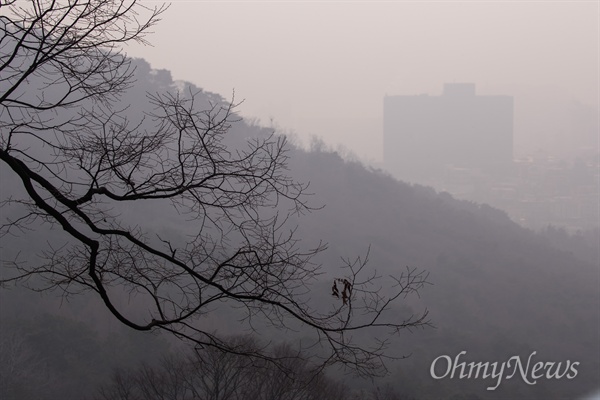  남산 나무가지 뒤로 한 호텔의 모습이 흐릿하게 보이고 있다.