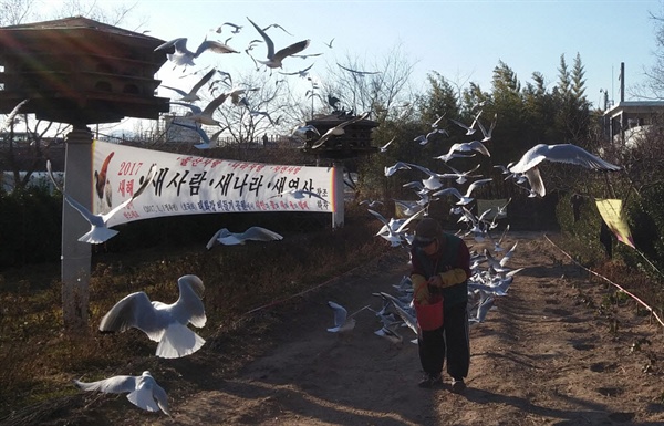 2017년 2월 10일 울산 태화강변 비둘기공원에서 비둘기 아저씨가 호루라기를 분 후 모이를 뿌리자 어디선가 갈매기들이 몰려오고 있다 
