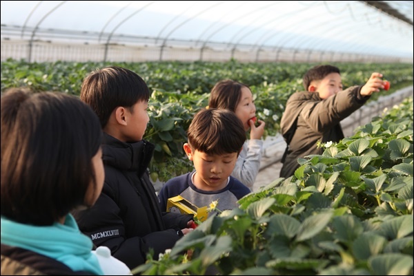 마루농장에서 딸기체험중인 아이들